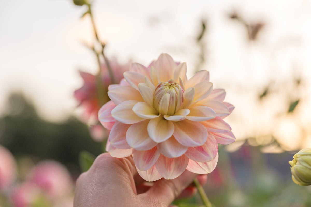 Sheer Heaven Dahlia