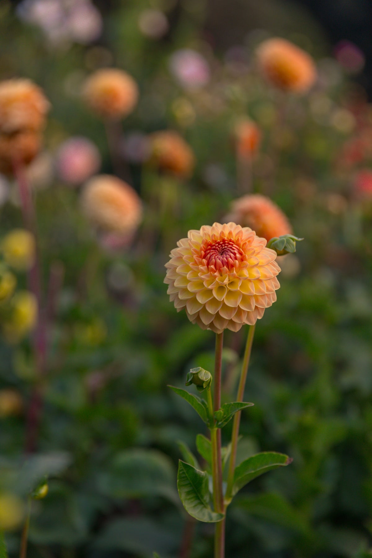 Blyton Softer Gleam Dahlia