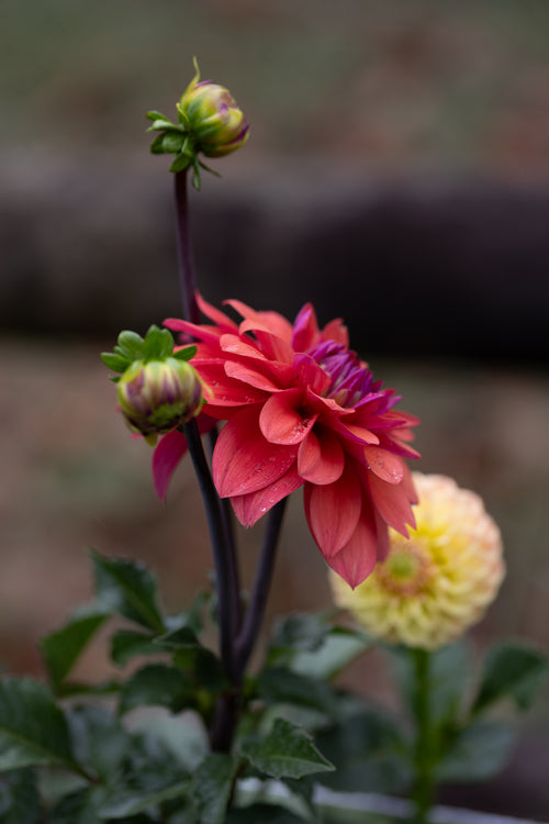 American Dawn Dahlia
