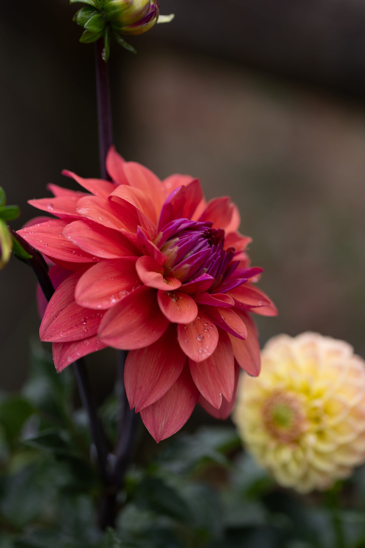 American Dawn Dahlia