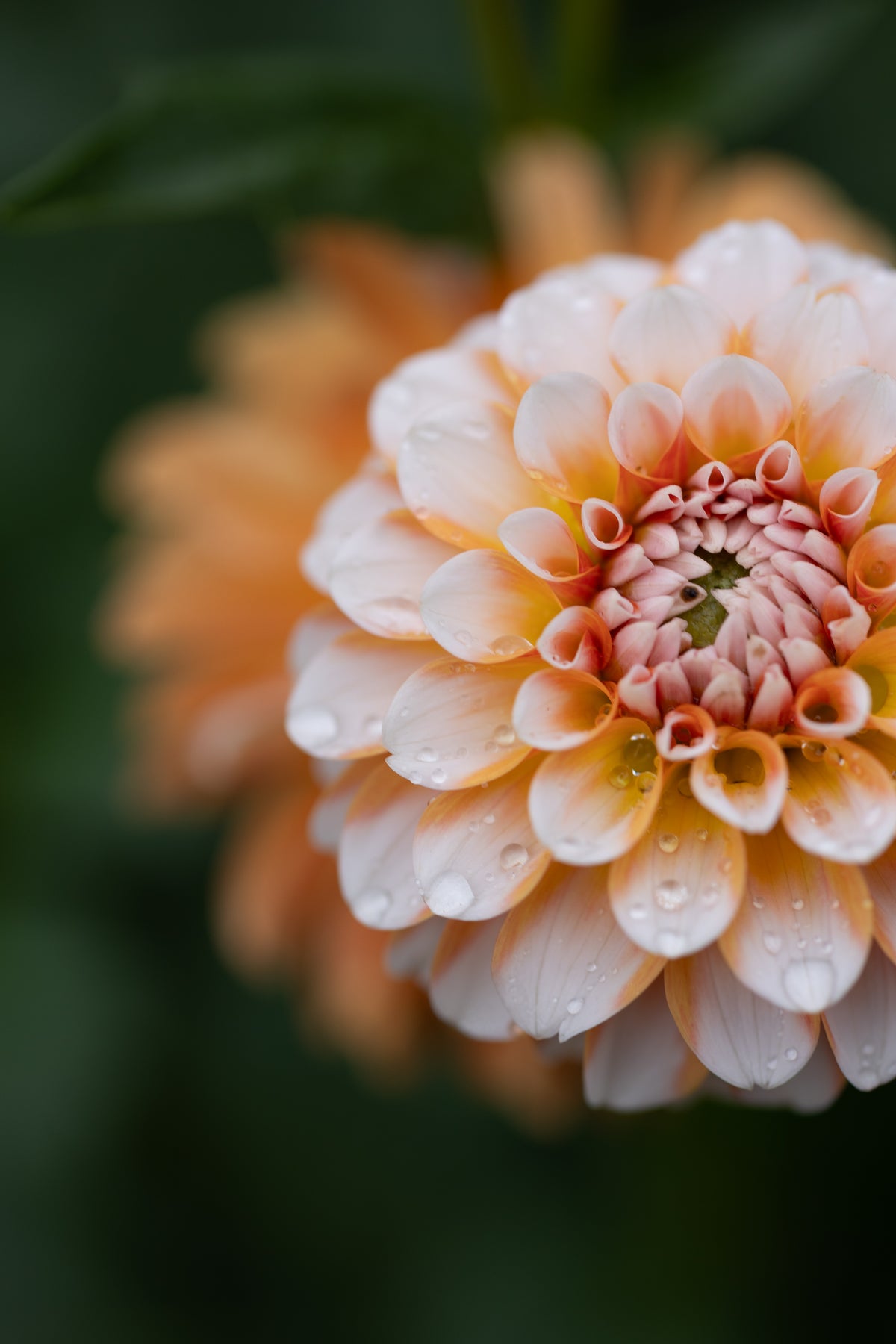 Brandon James Dahlia