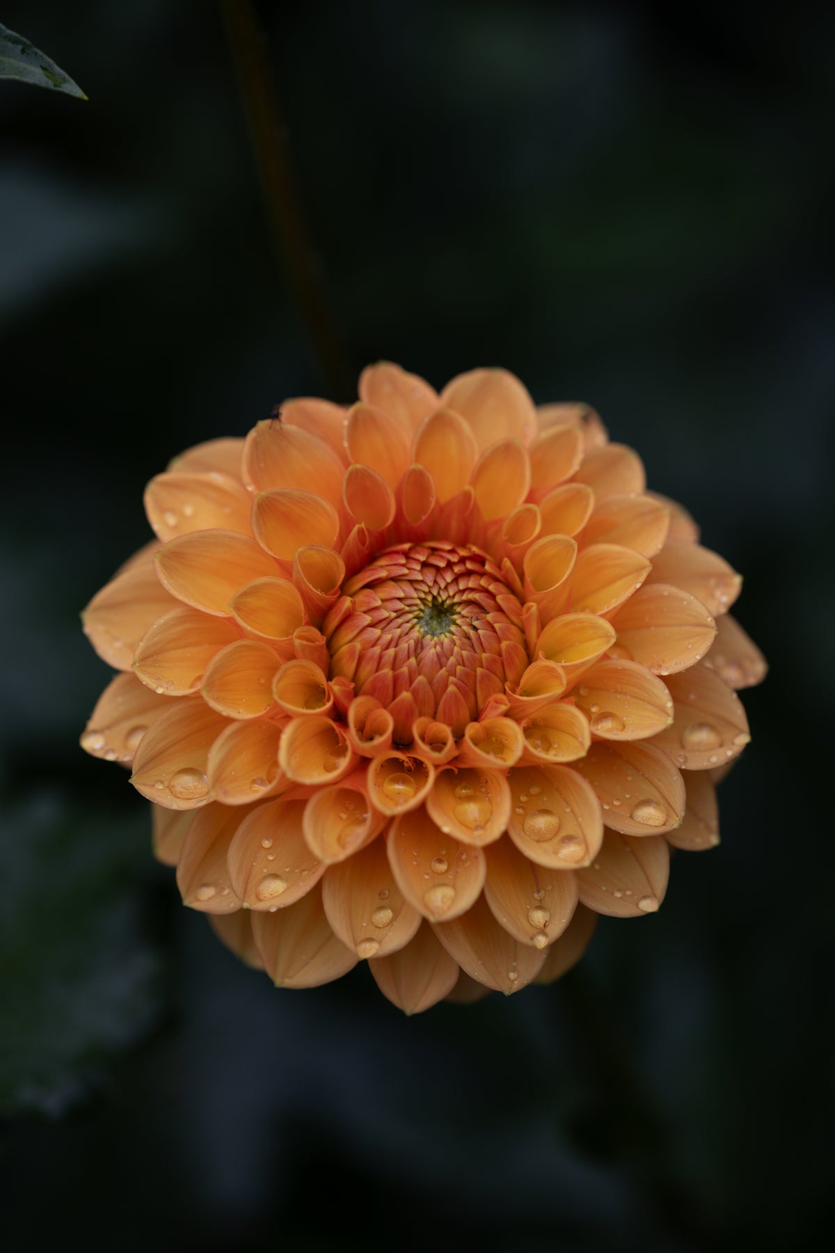 Maarn Dahlia