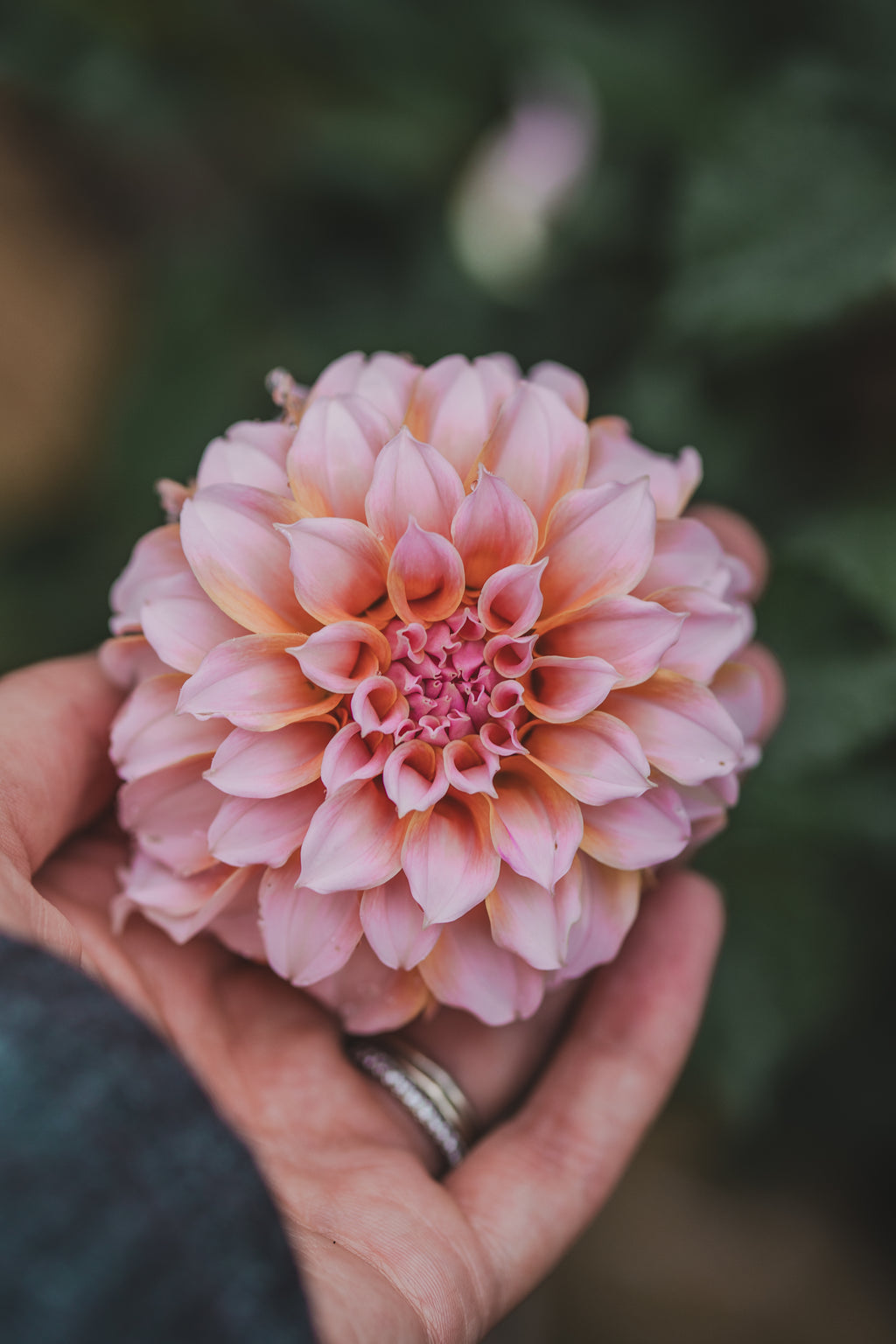 Peaches N Cream Dahlia