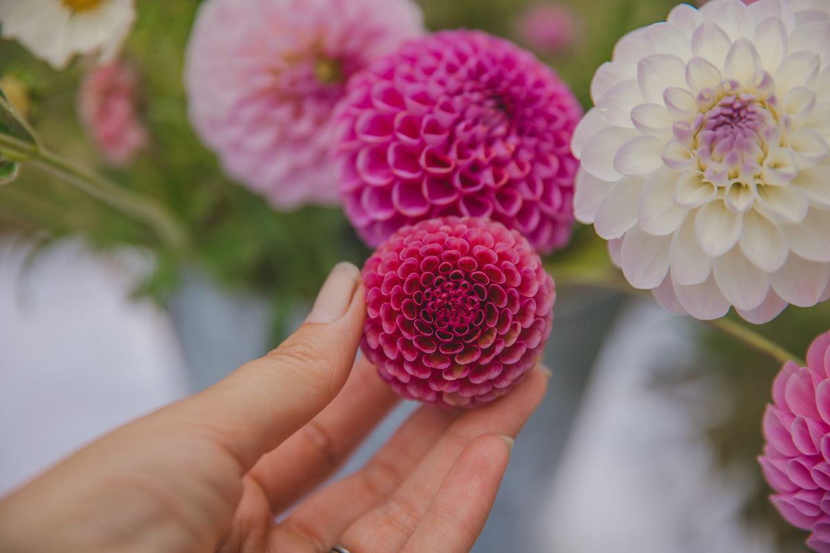 Koko Puff Dahlia