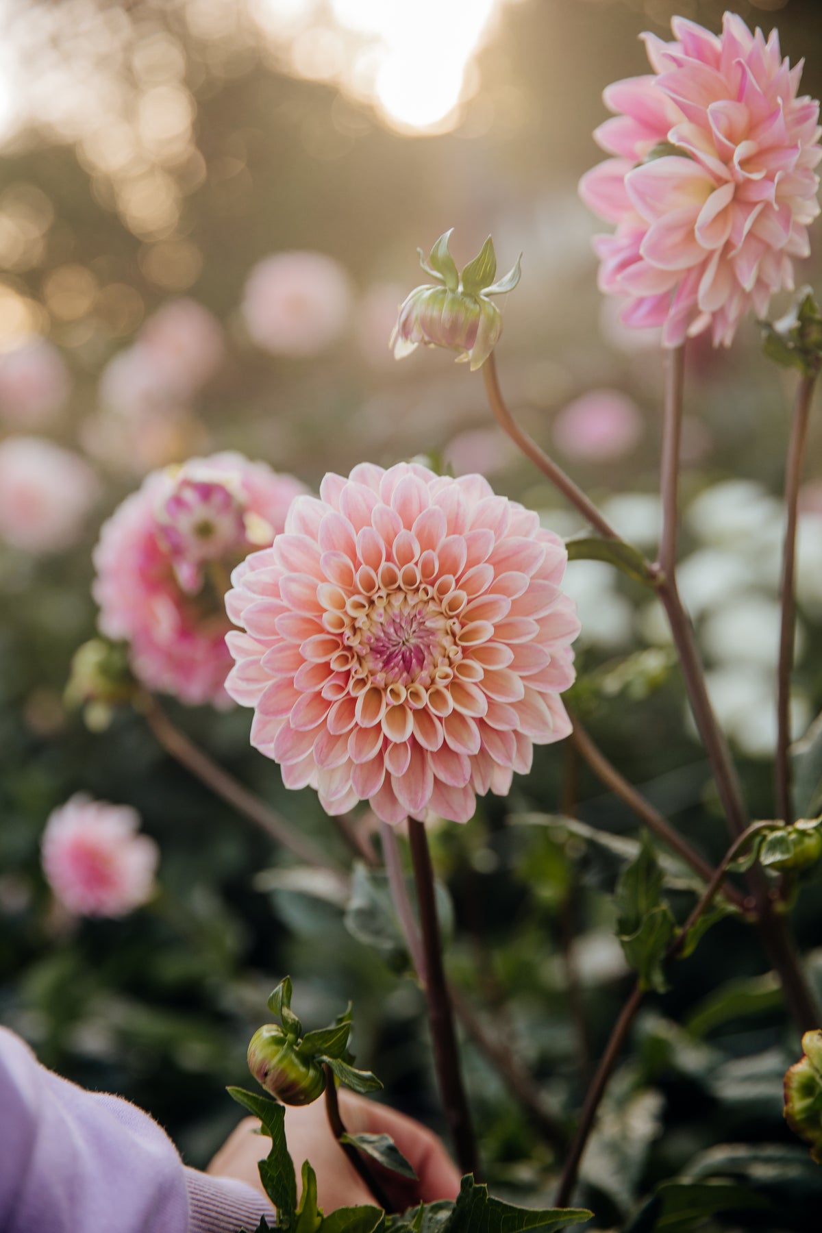 Coralie Dahlia