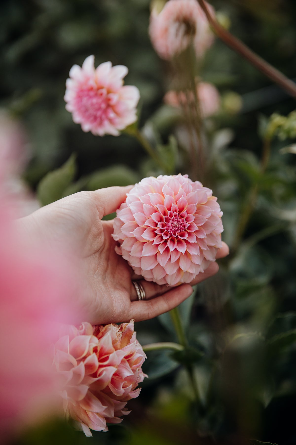 Peaches N Cream Dahlia