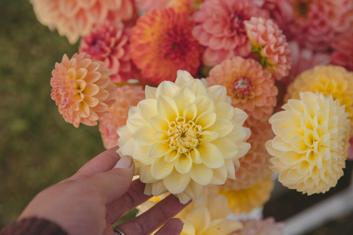 Maxwelton's Butter Dahlia