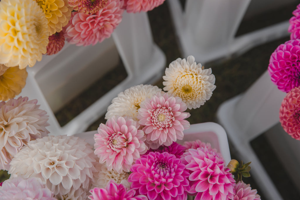 Strawberry & Cream Dahlia