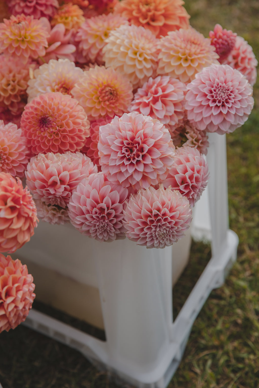 Peaches N Cream Dahlia