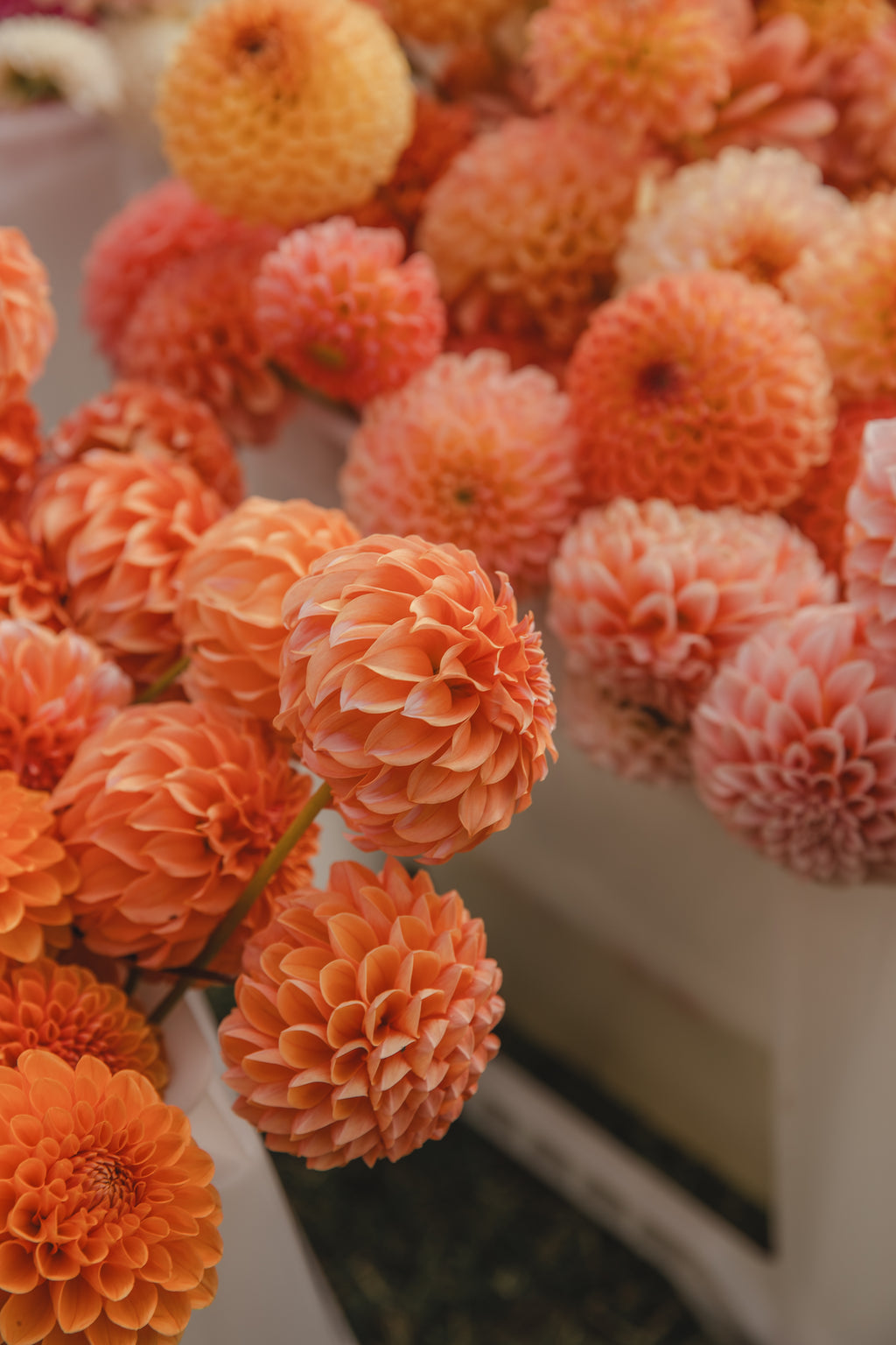 Orange Peaches N Cream Dahlia