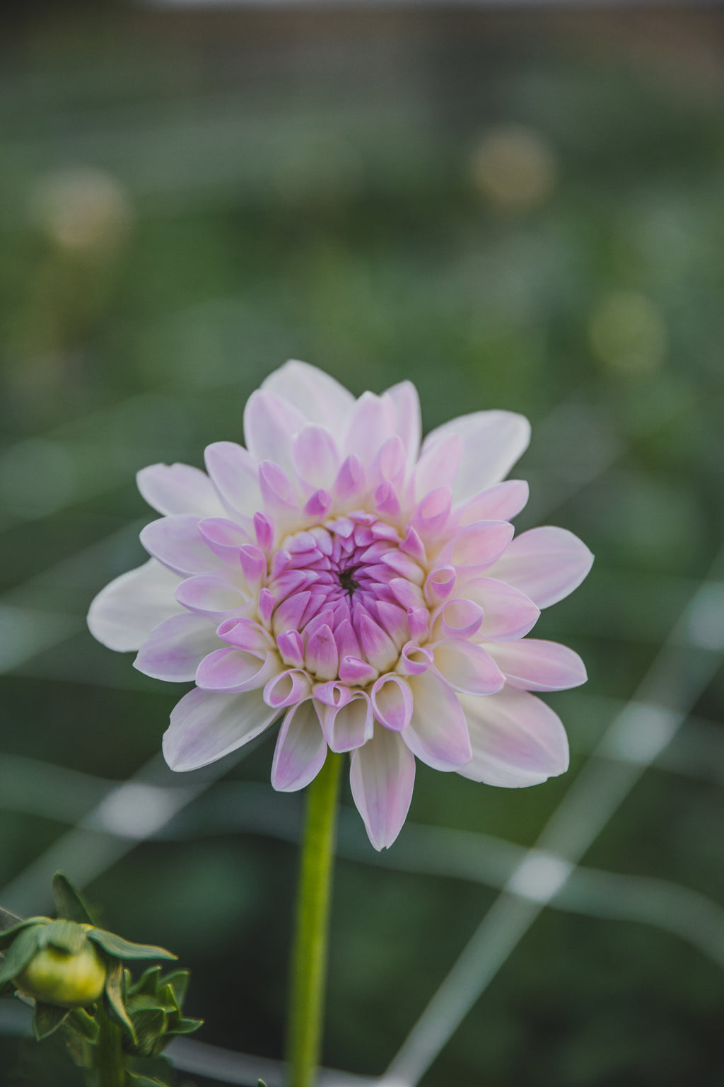 Eveline Dahlia