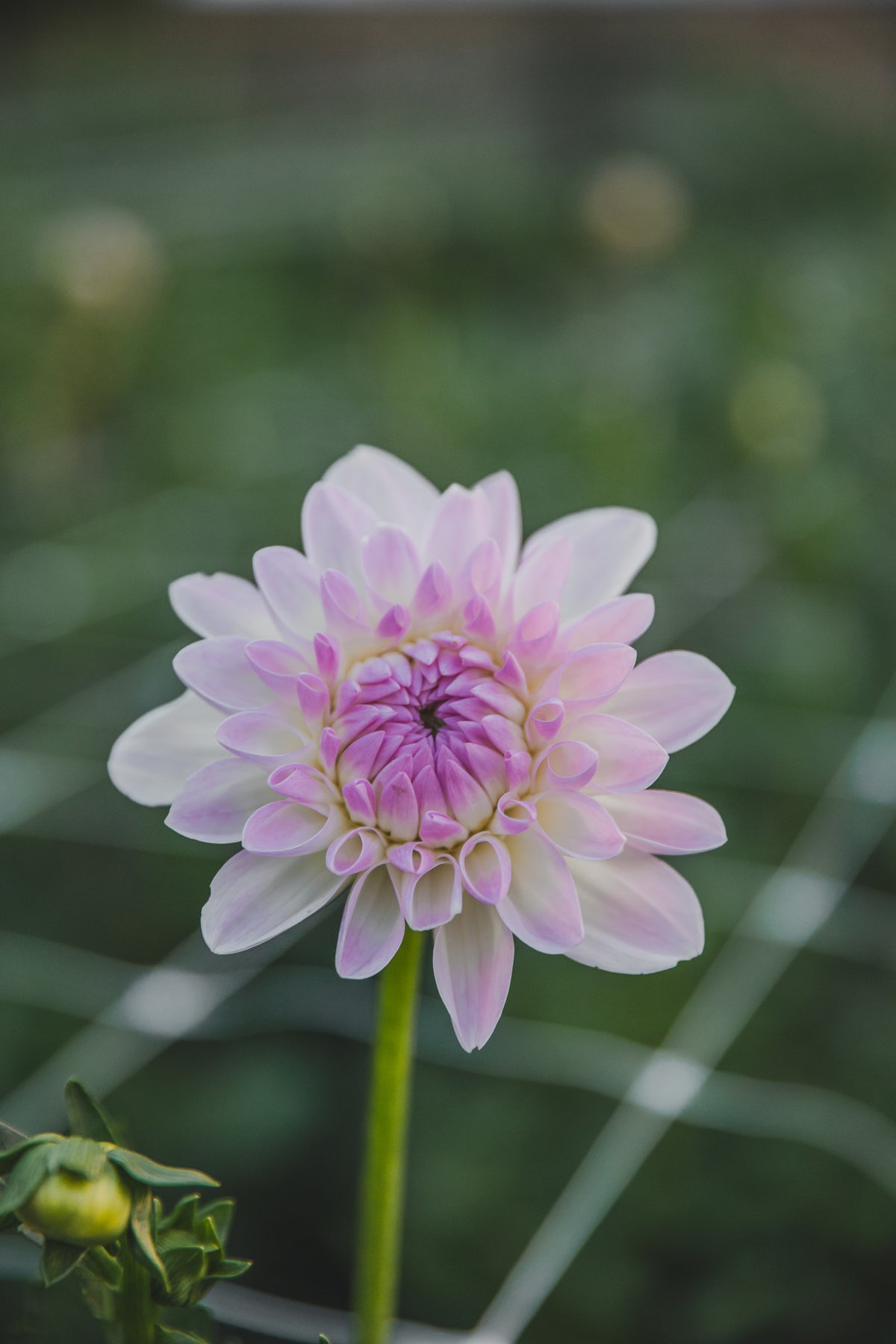 Eveline Dahlia