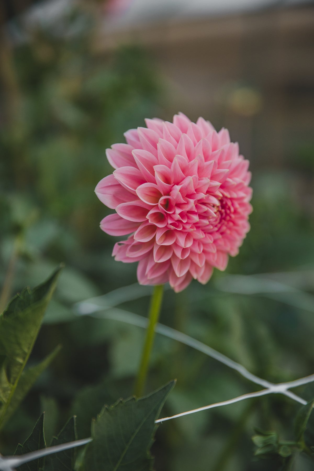 Linda's Baby Dahlia