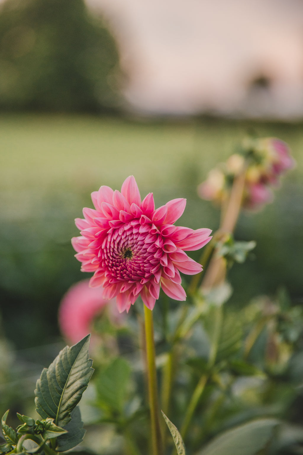 Linda's Baby Dahlia