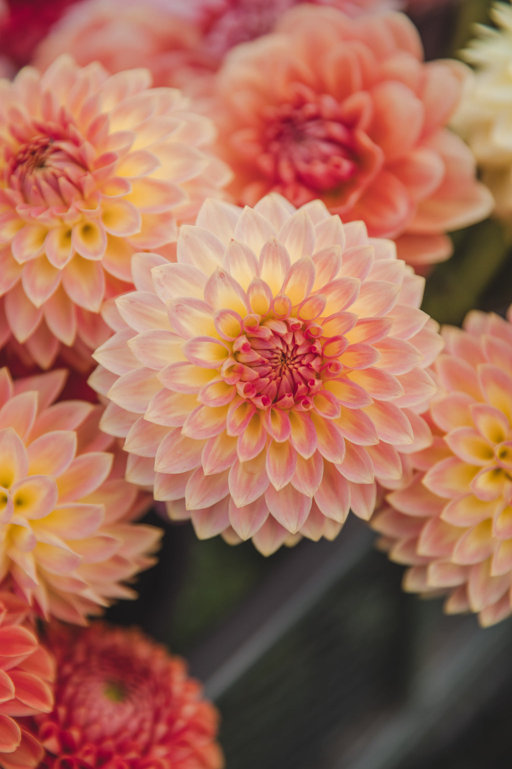 Joal Georgia Dahlia