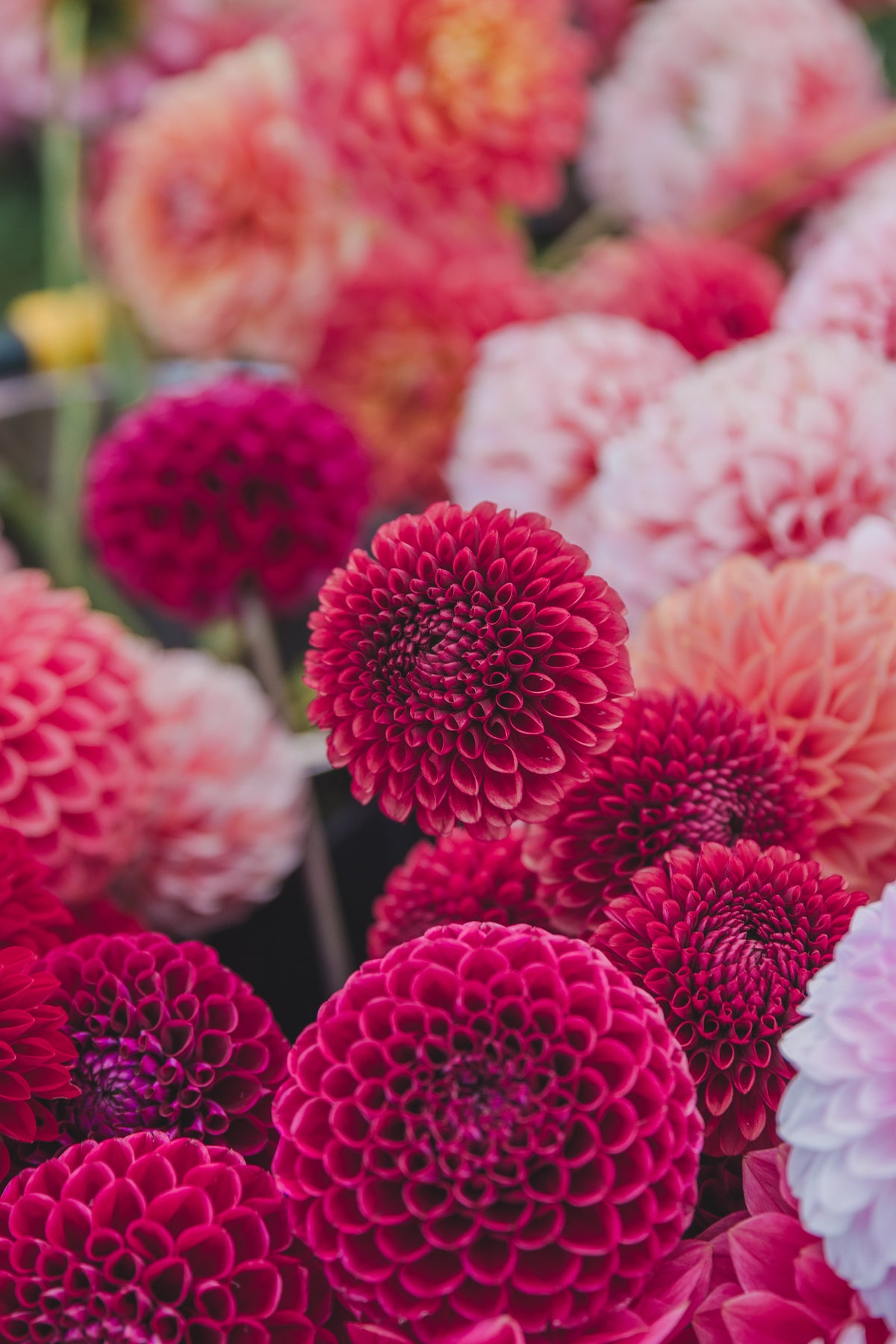 Copper Boy Dahlia
