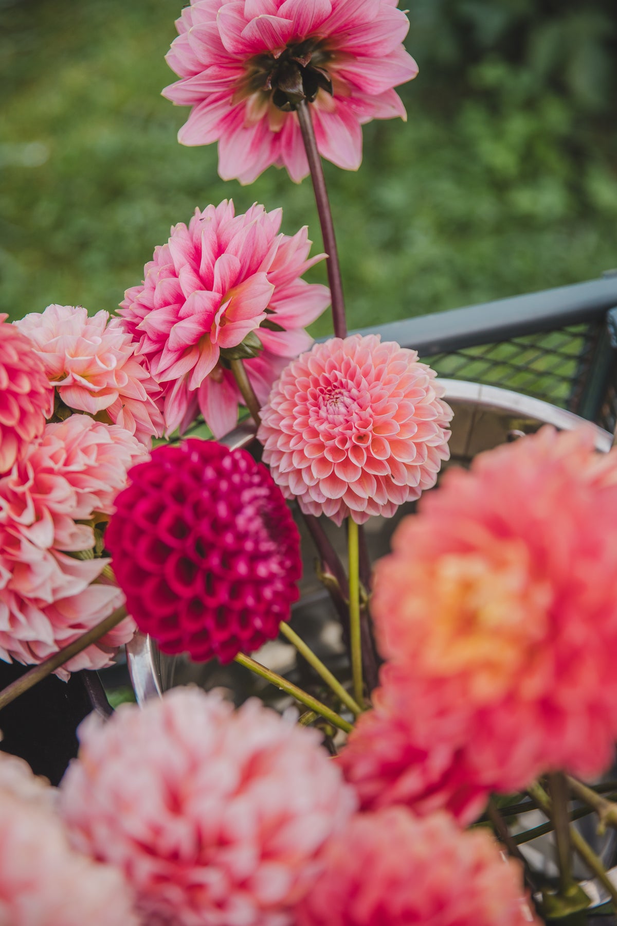 Linda's Baby Dahlia