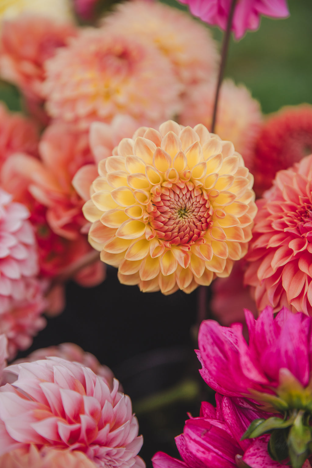 Blyton Softer Gleam Dahlia