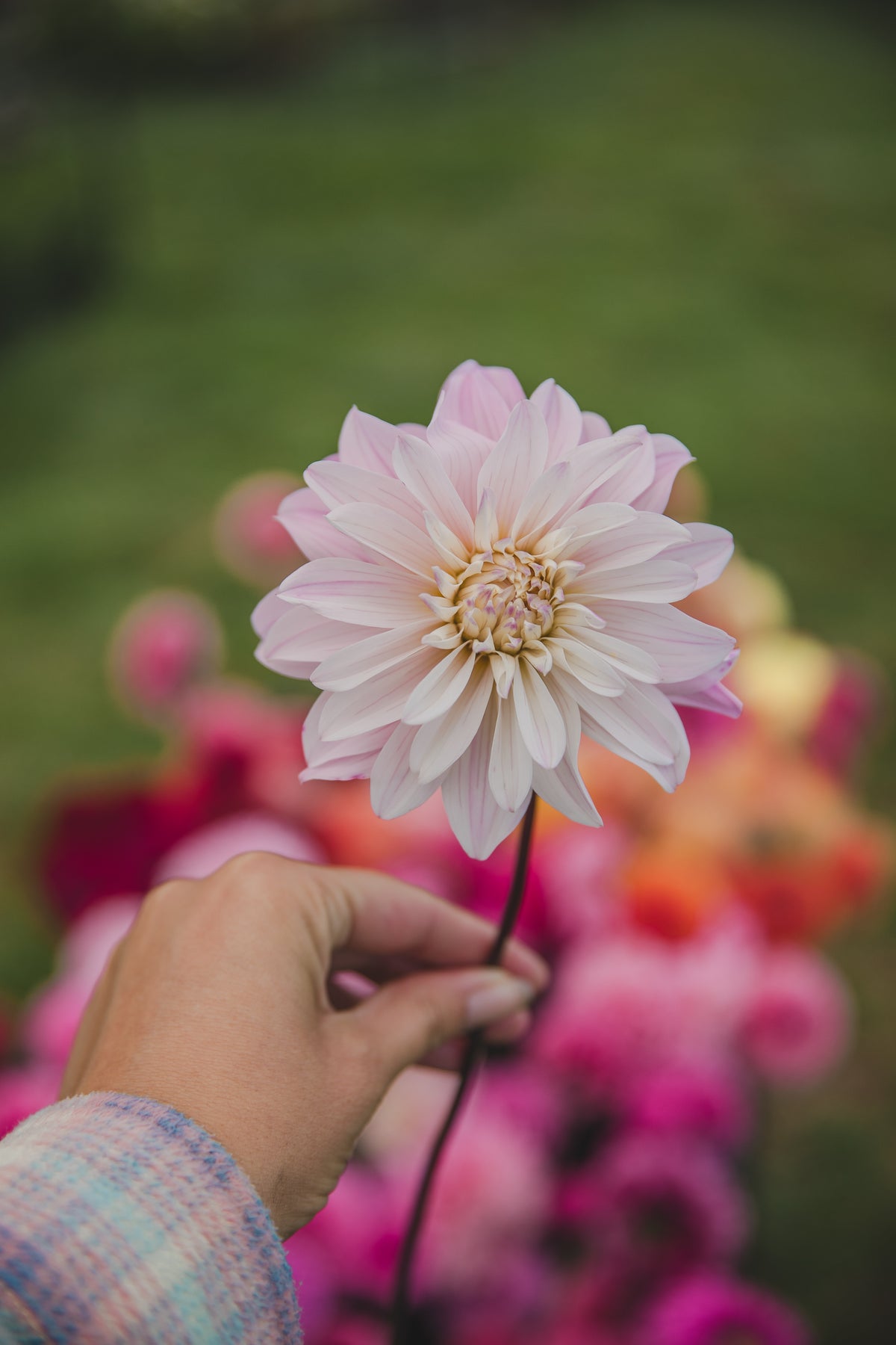 Oreti Candy Dahlia