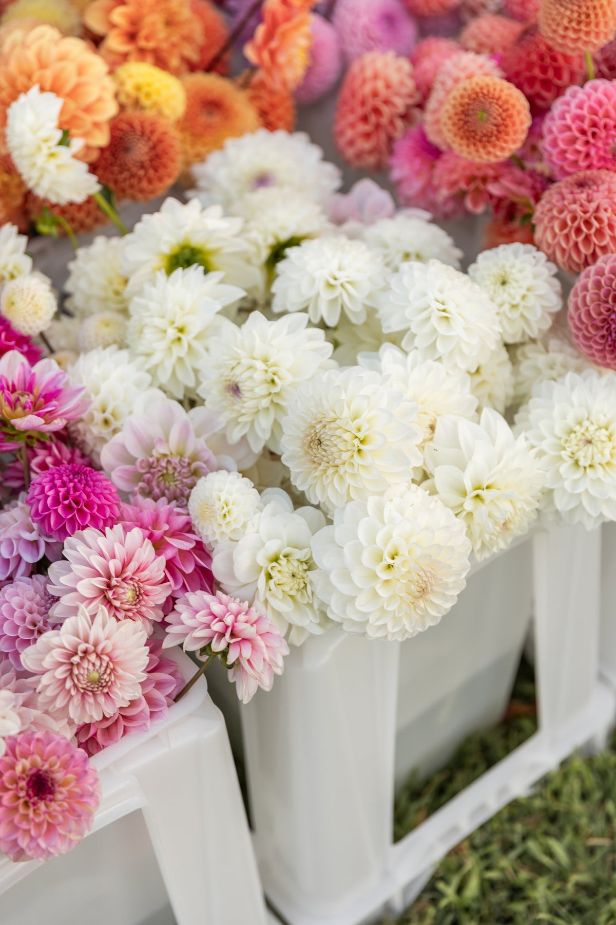Chaos Bloom Pavlova Dahlia