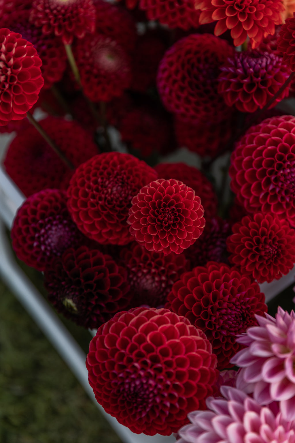 Viking Dahlia