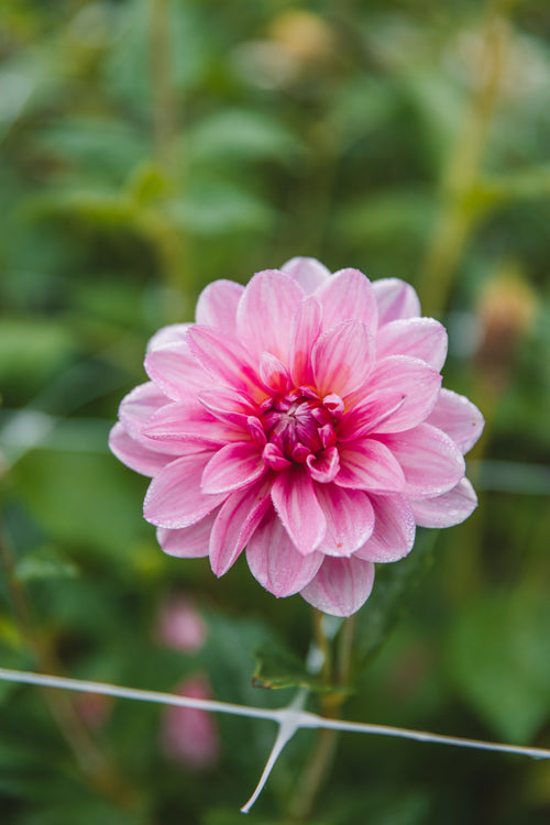 Bonesta Dahlia