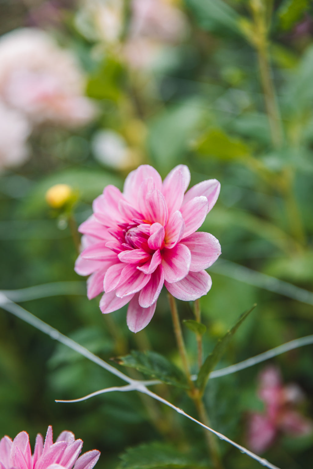 Bonesta Dahlia