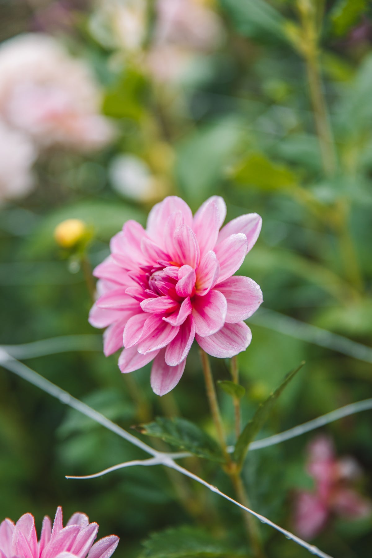 Bonesta Dahlia