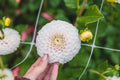 Pink Pearl Dahlia