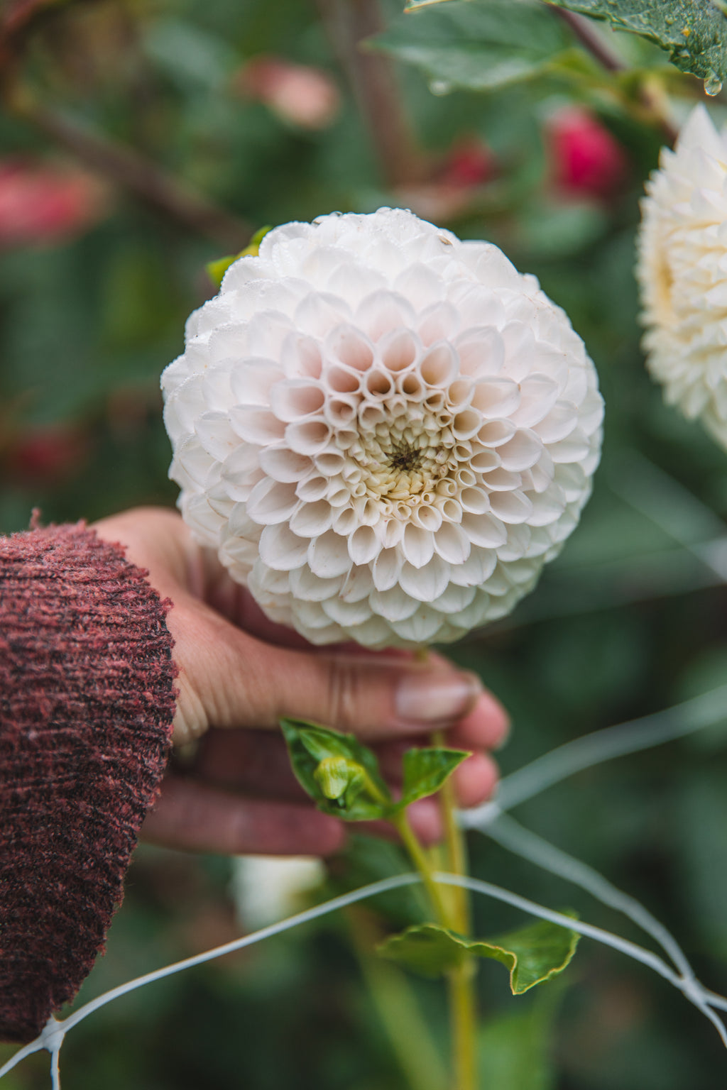 Pink Pearl Dahlia