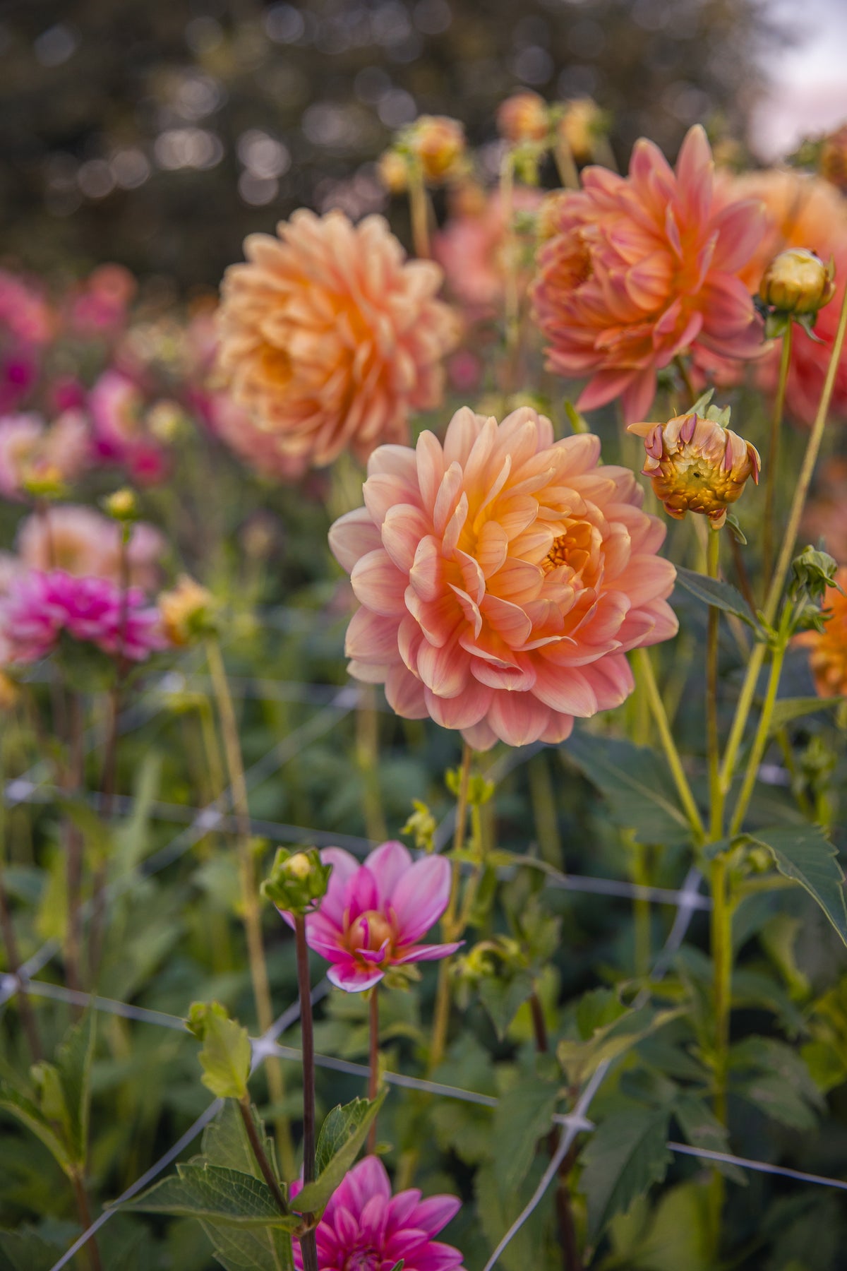 Hollyhill Serenity Dahlia