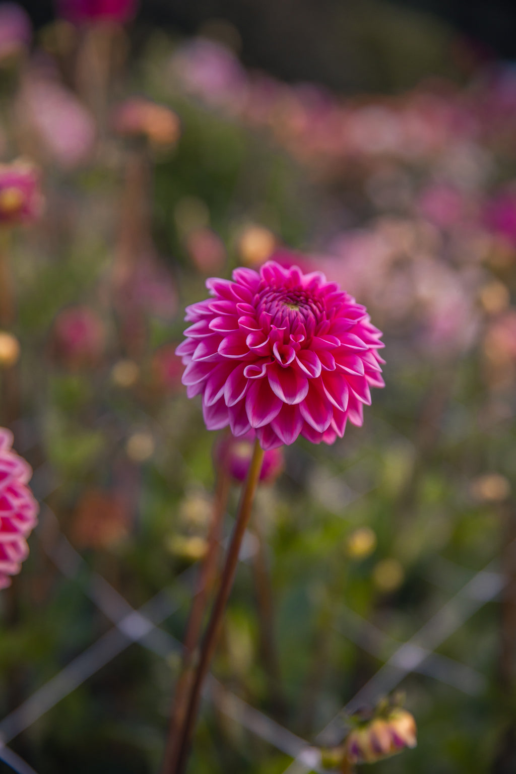 Sandra Dahlia