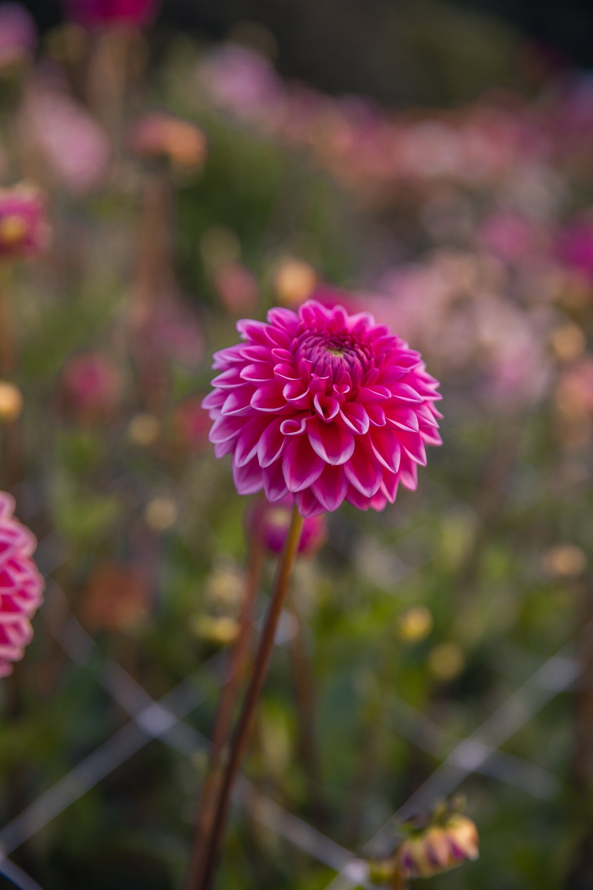 Sandra Dahlia