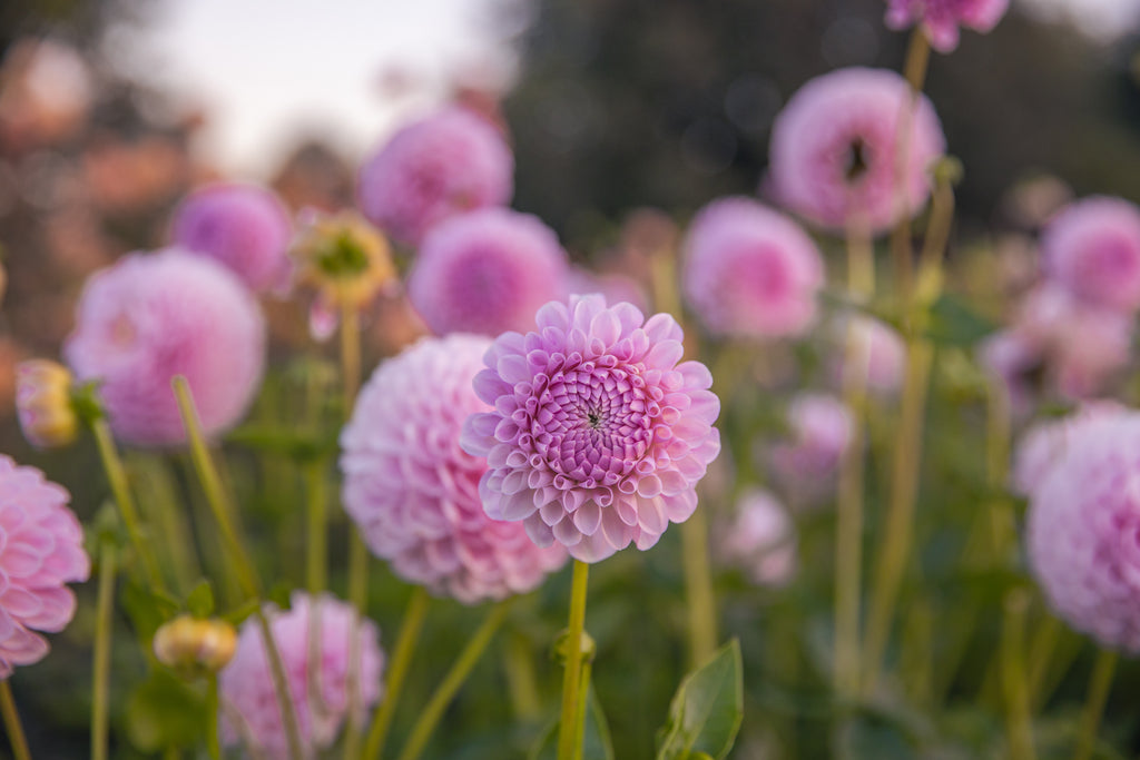 Megan Dean Dahlia