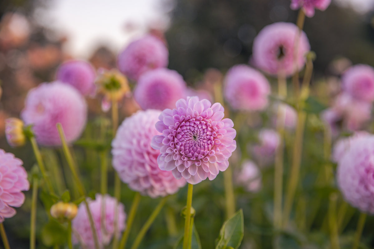 Megan Dean Dahlia