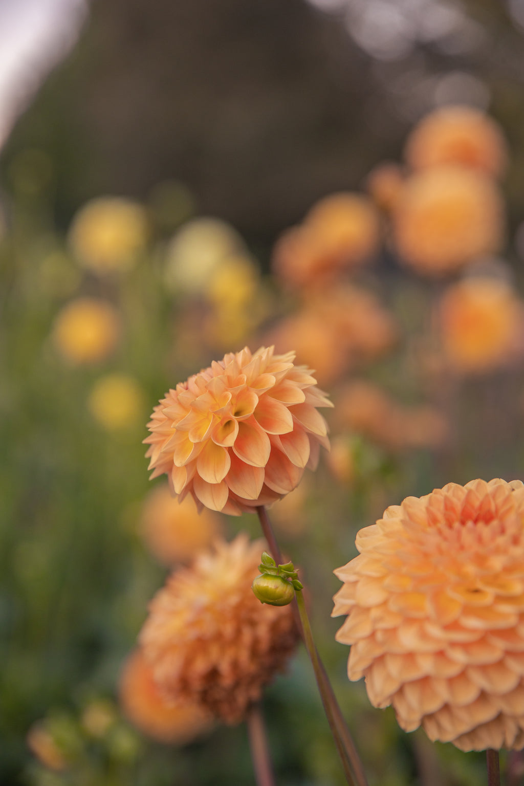 Blyton Softer Gleam Dahlia