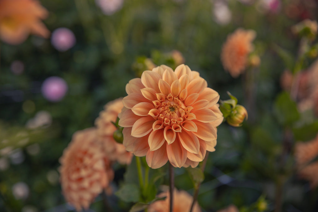 Bracken Palomino Dahlia