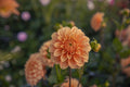 Bracken Palomino Dahlia