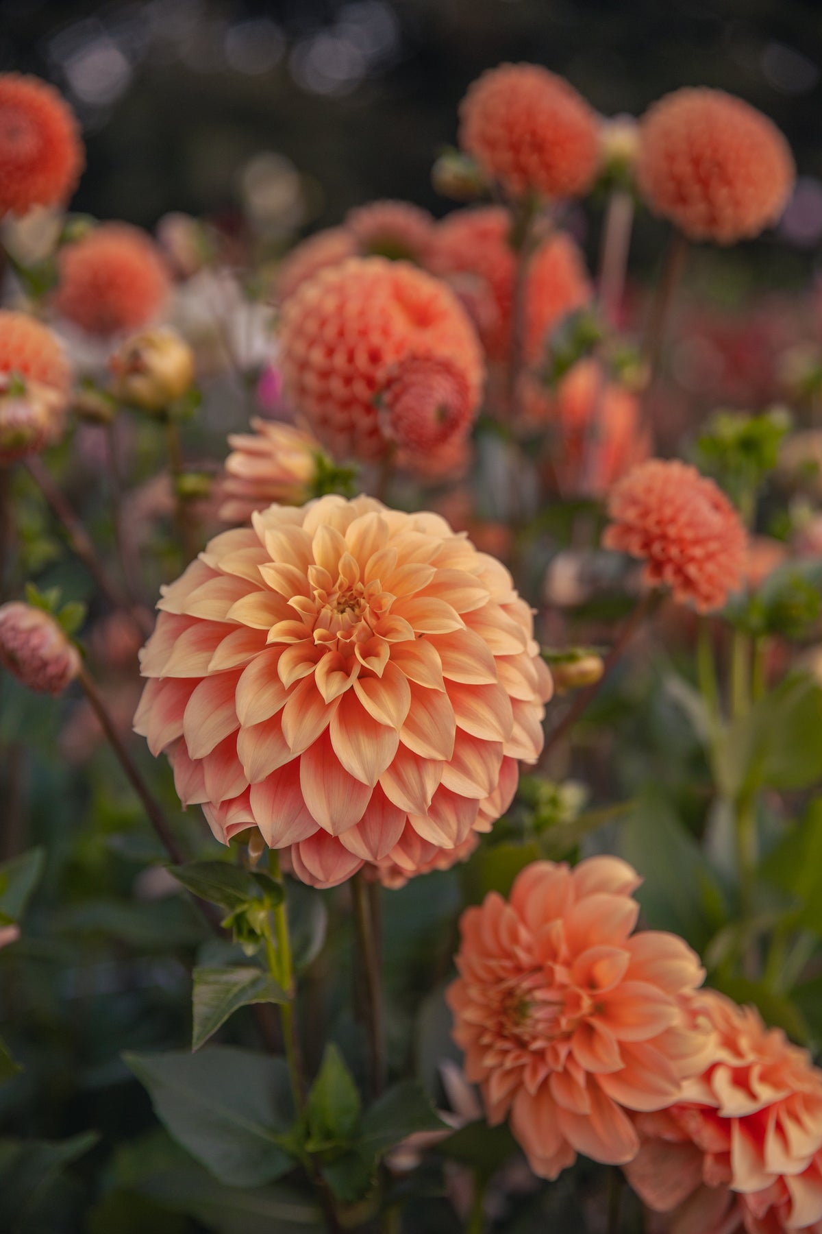 Bracken Palomino Dahlia