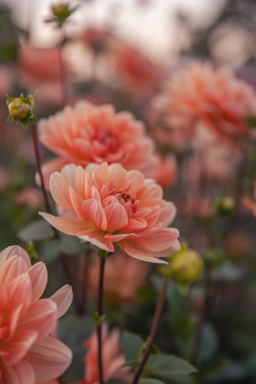 Yvonne Dahlia