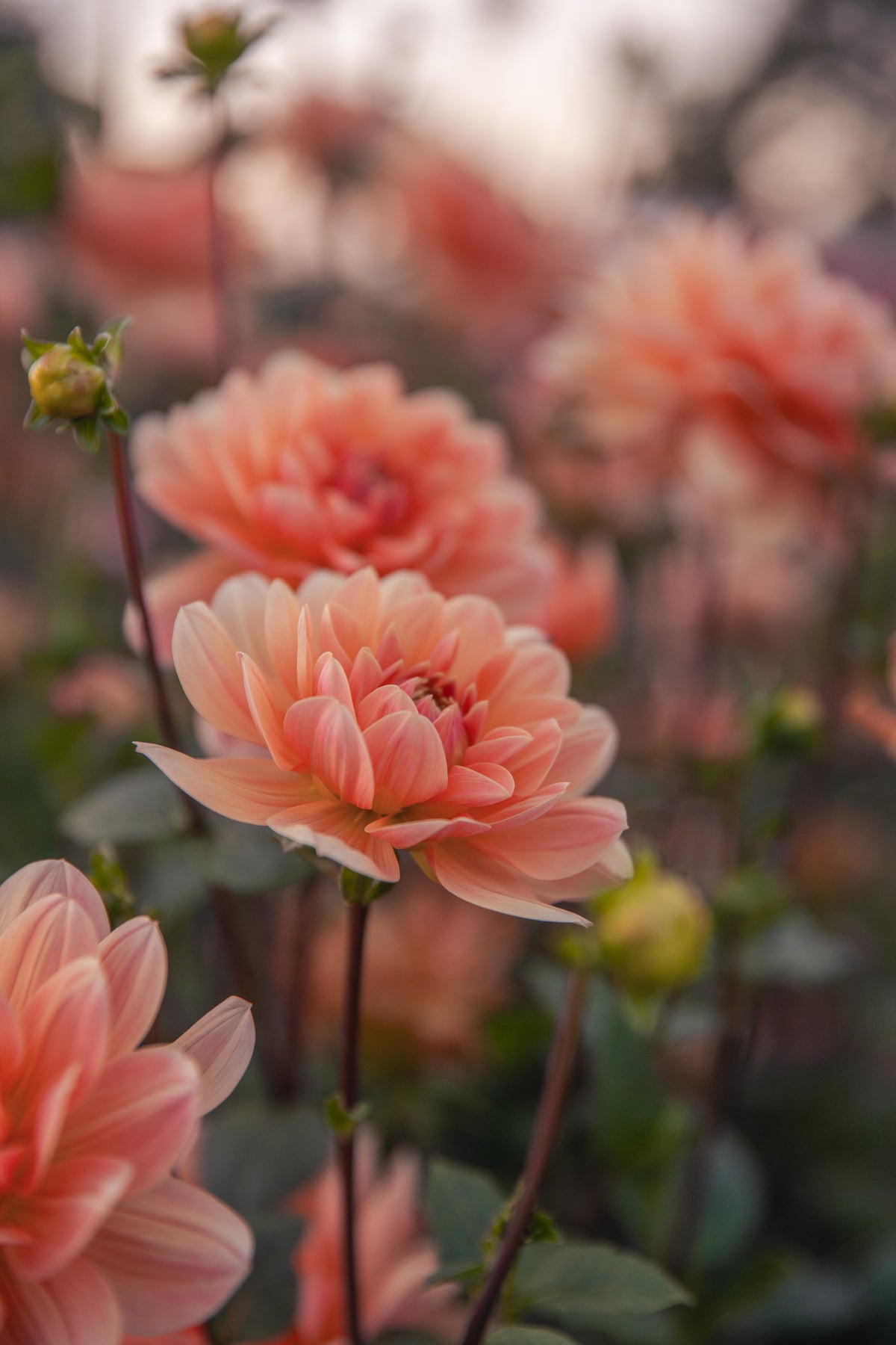 Yvonne Dahlia