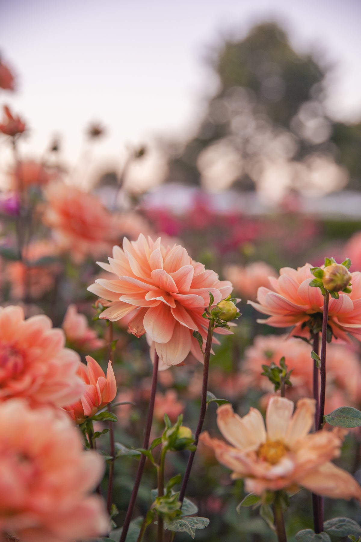 Yvonne Dahlia