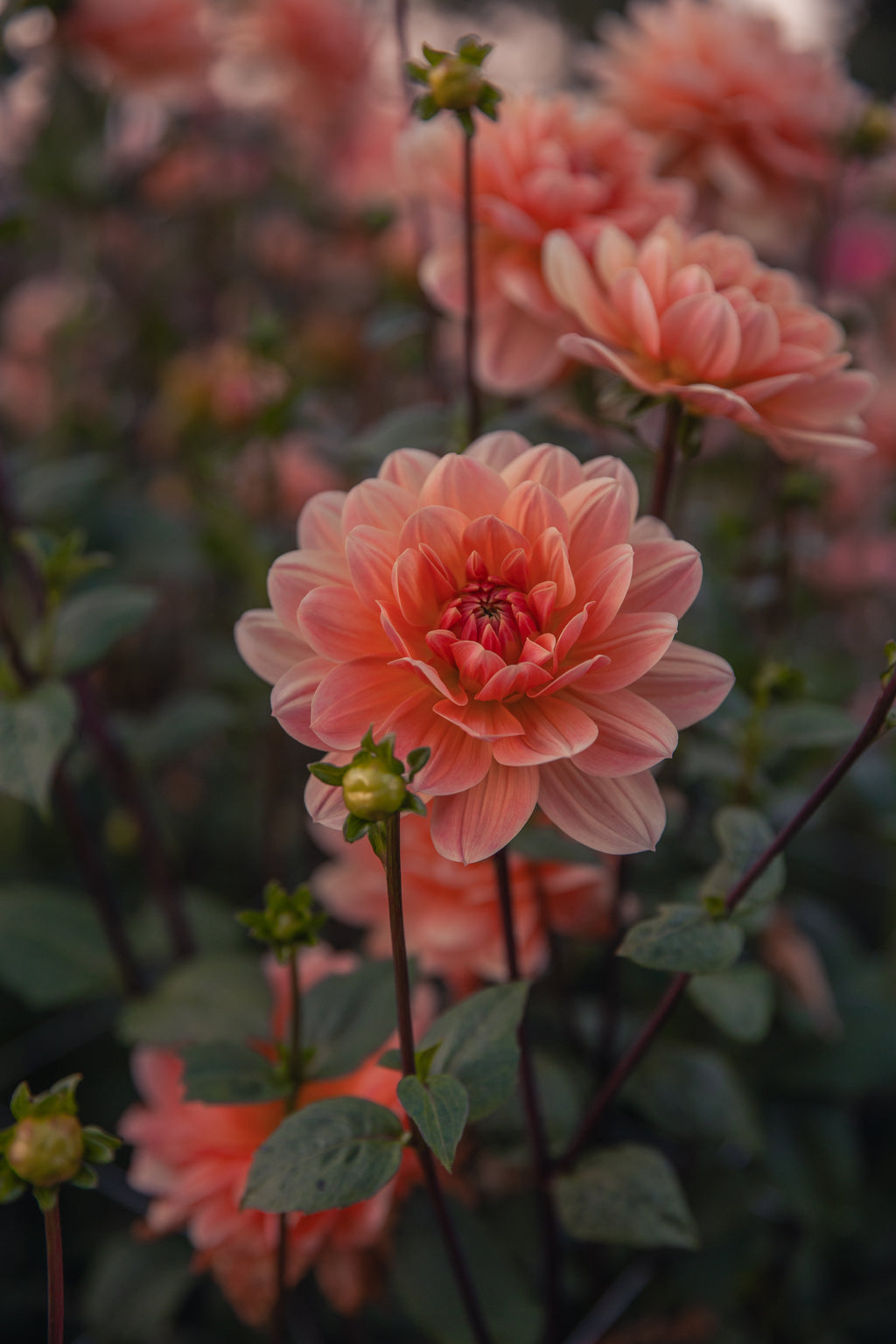 Yvonne Dahlia
