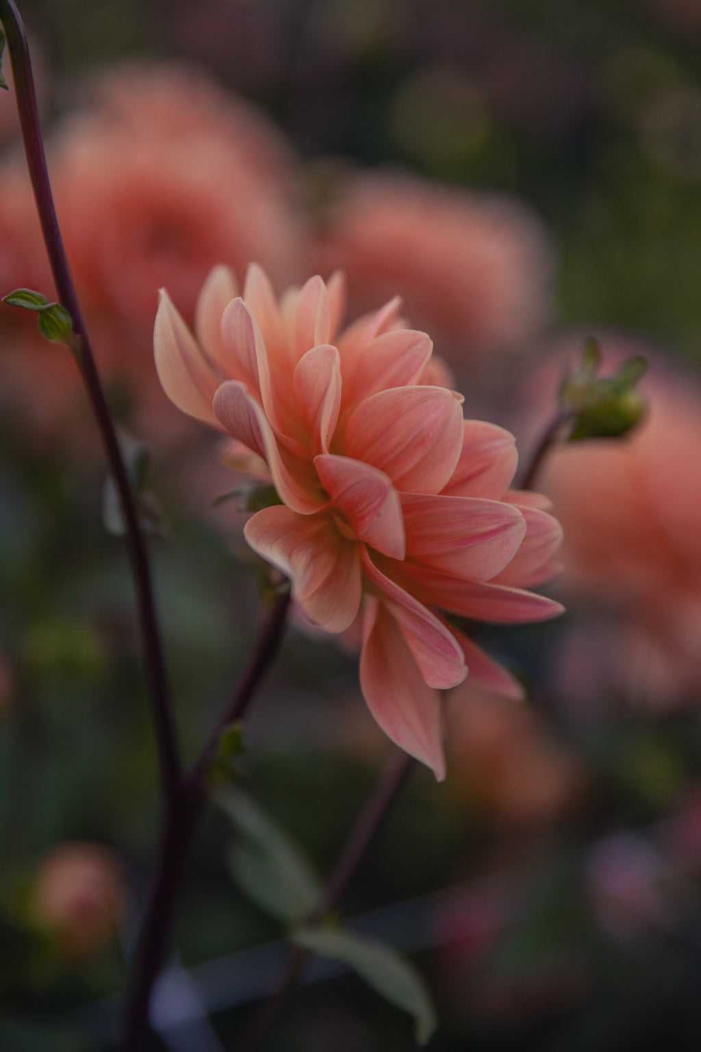 Yvonne Dahlia