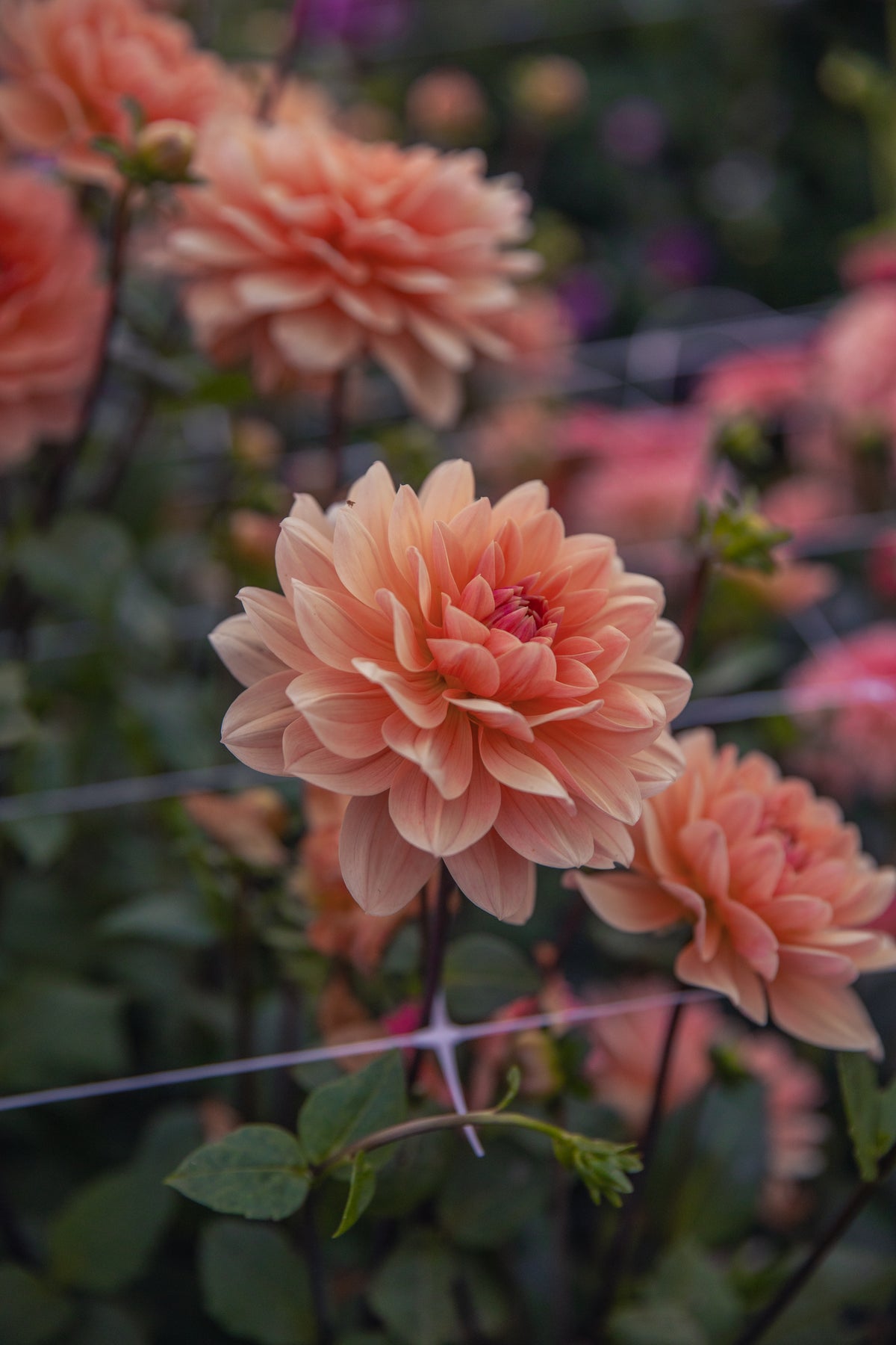 Yvonne Dahlia
