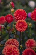 Brown Sugar Dahlia