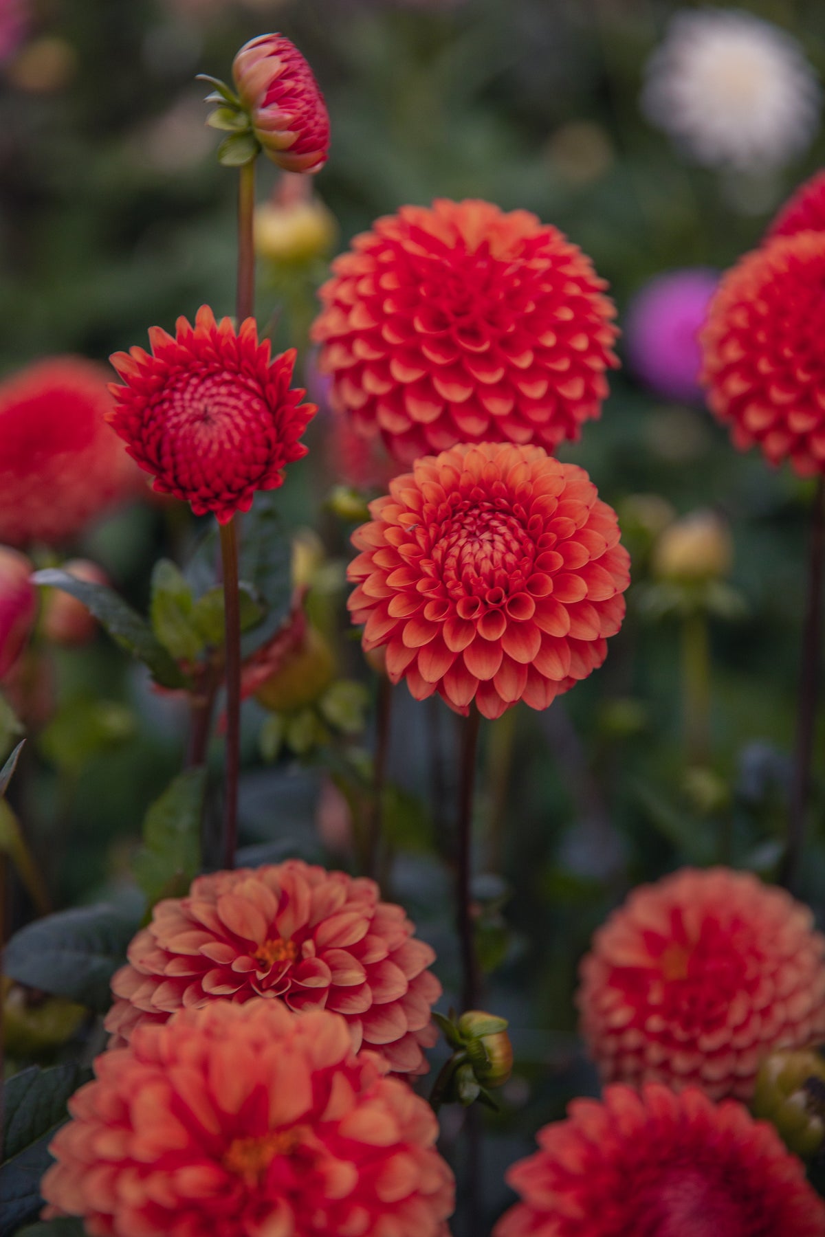 Brown Sugar Dahlia