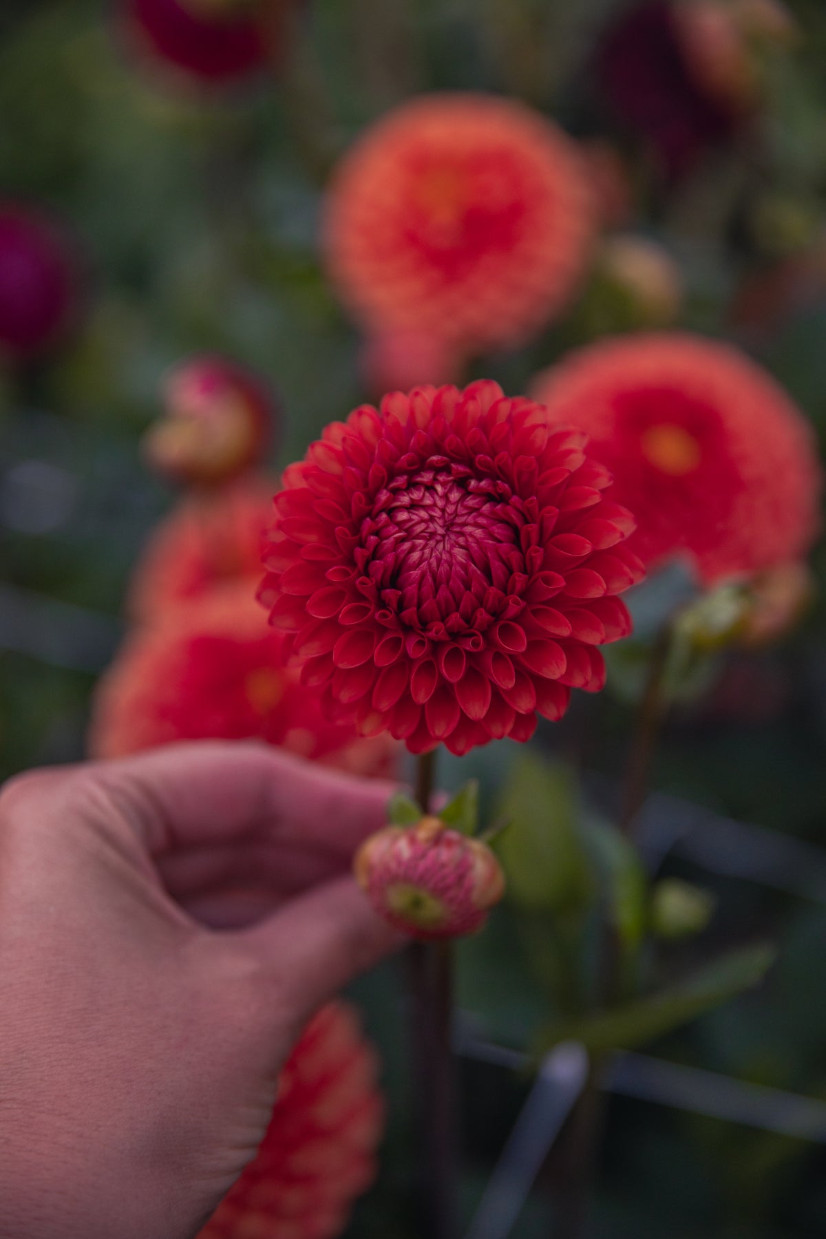 Brown Sugar Dahlia