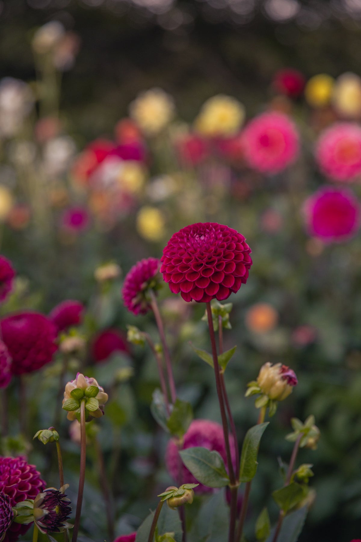 Ivanetti Dahlia