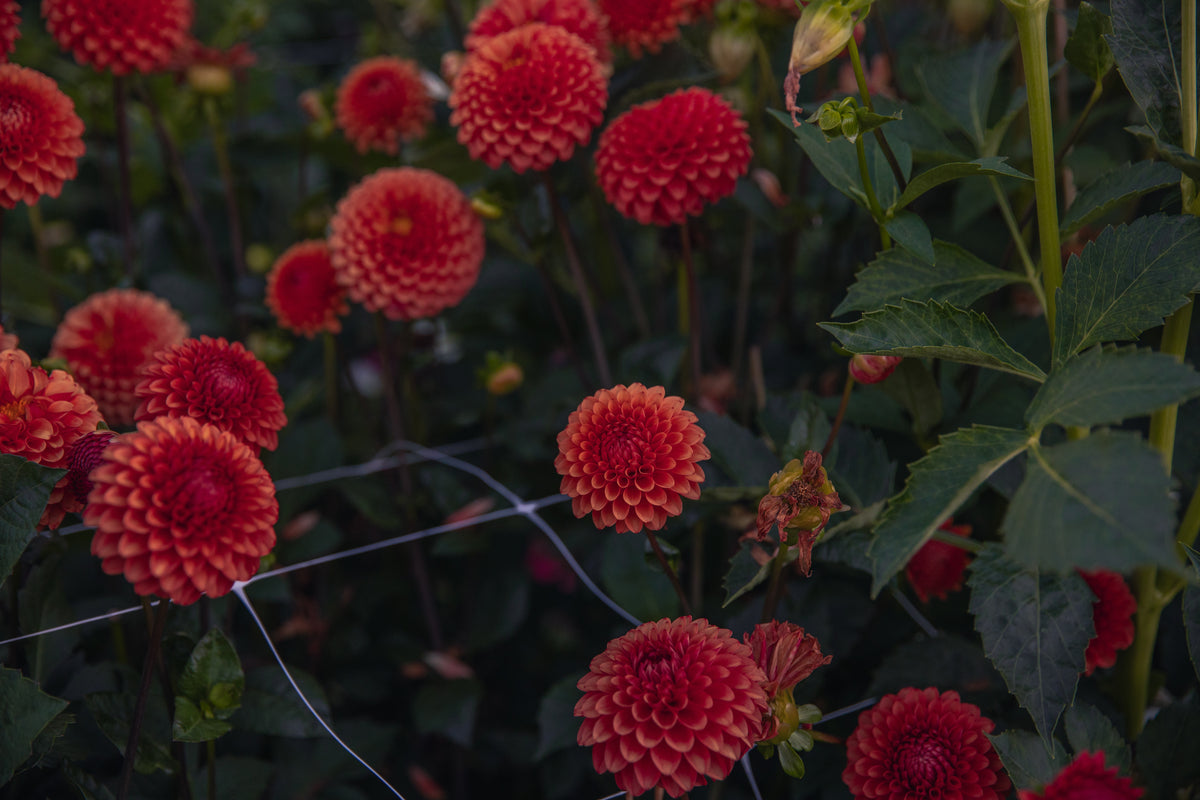 Brown Sugar Dahlia